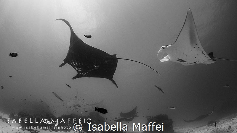 "I'LL SEE YOU AT MANTA POINT"
Raja Ampat, Wai Island
 by Isabella Maffei 