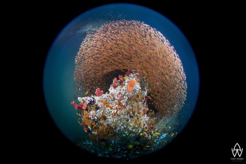This image shows a huge school of glass fish gathering to... by Allen Walker 