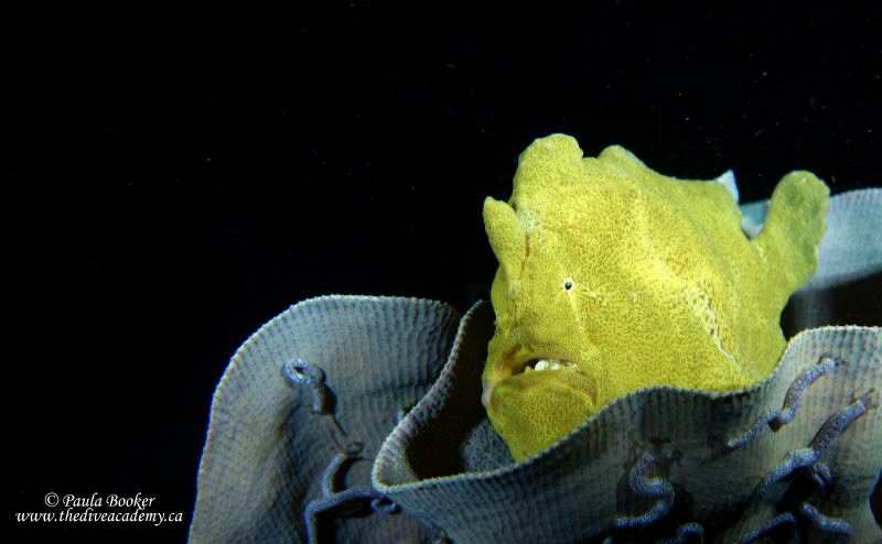 Night diving in Bohol. by Paula Booker 