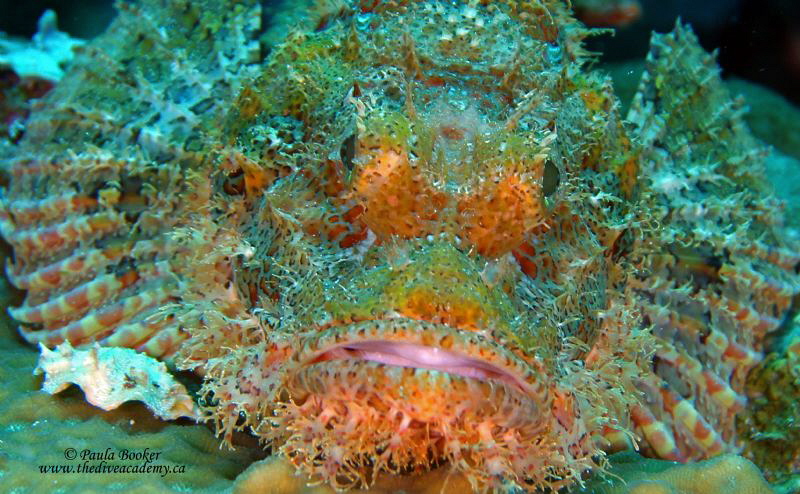 Stonefish by Paula Booker 