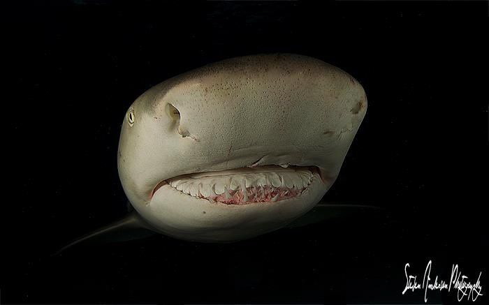 A teethy grin from Tiger Beach - Bahamas by Steven Anderson 