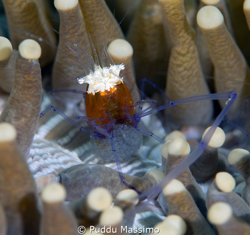 With eggs..,Gangga island,nikon d800e,105 micro by Puddu Massimo 