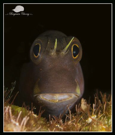 Blenny from Batu Bolong, Komodo by Benjamin Choong 