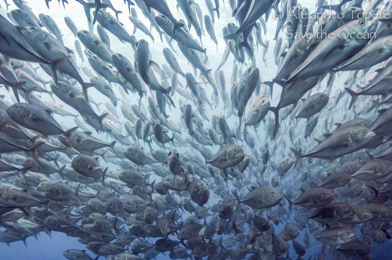 Jack´s  Encounter, Islas Galapagos Ecuador by Alejandro Topete 