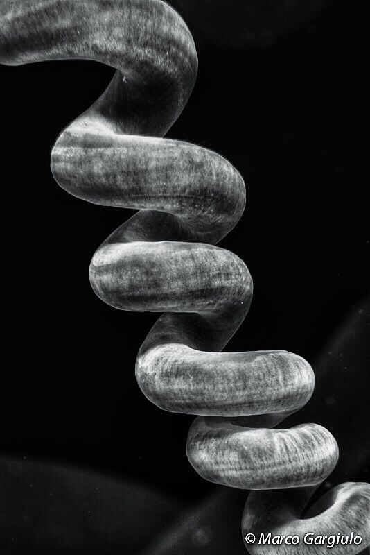 Graphic #2 by Marco Gargiulo 