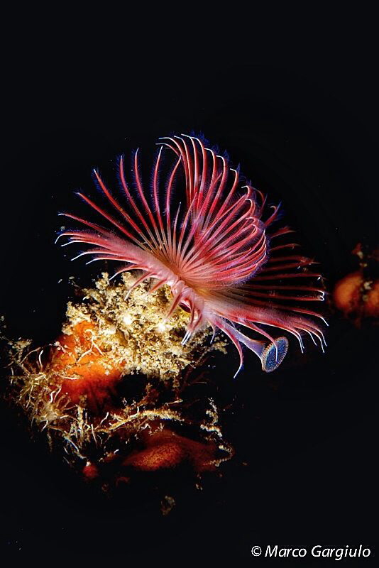 Serpula snooted by Marco Gargiulo 