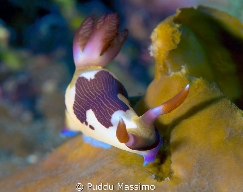 Gangga island,nikon d800 e,105 micro by Puddu Massimo 
