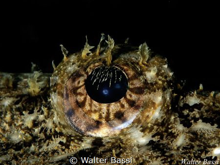 EYE by Walter Bassi 