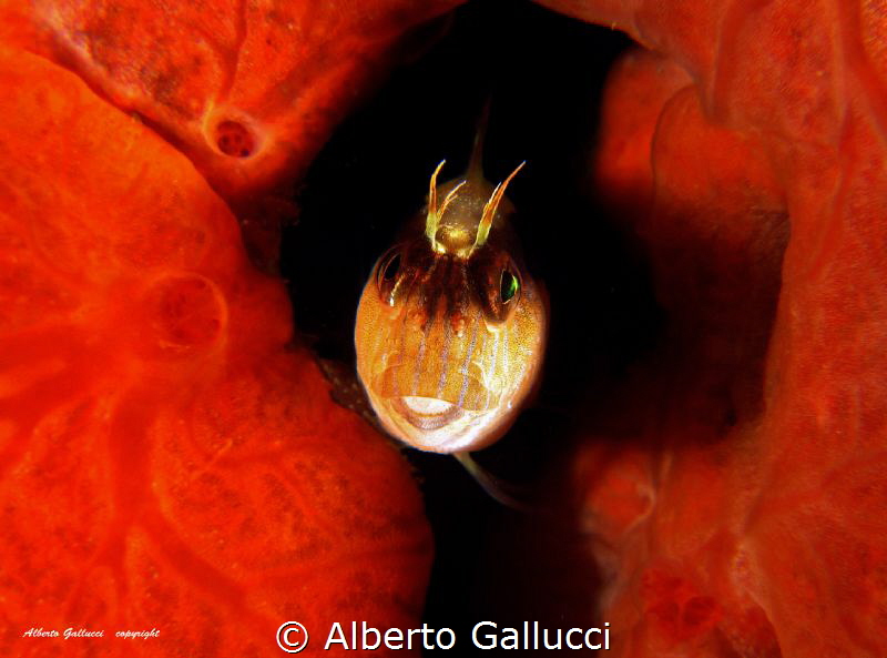 The curtain opens by Alberto Gallucci 