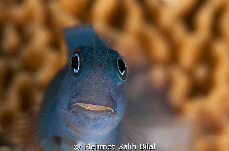 Sweet blenny. D300s+105+1.4x TC+Subsee 5+ by Mehmet Salih Bilal 