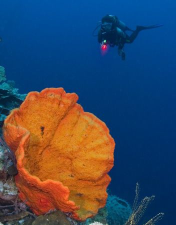 'Diver and sponge' from Walindi (PNG). Taken with Olympus... by Istvan Juhasz 