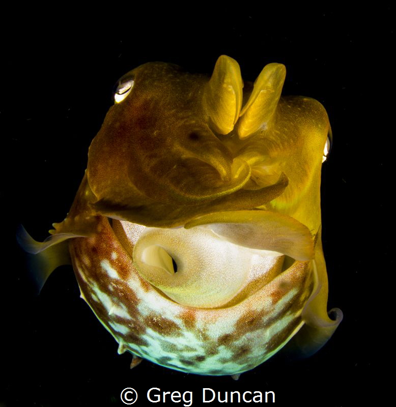 Close focus wide angle cuttlefish by Greg Duncan 