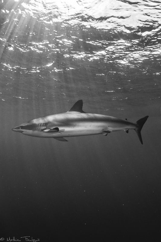 Carcharhinus falciformis by Mathieu Foulquié 