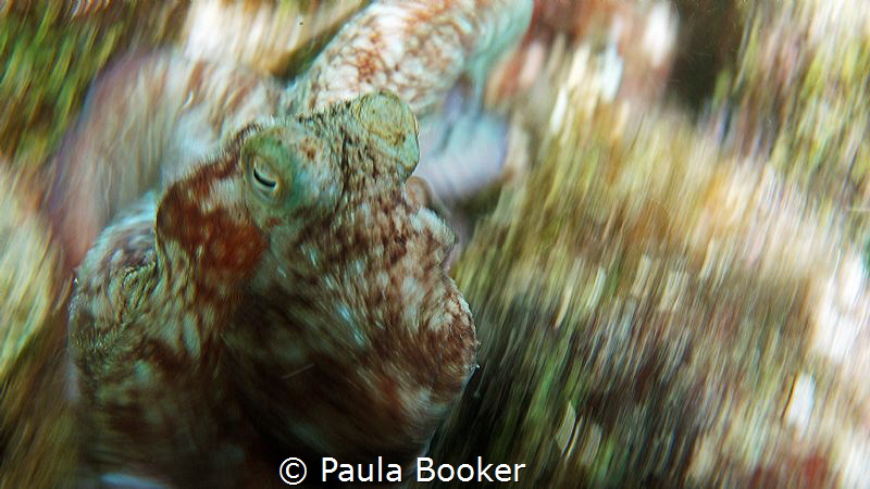 On the move... night dive in Willemstaad by Paula Booker 