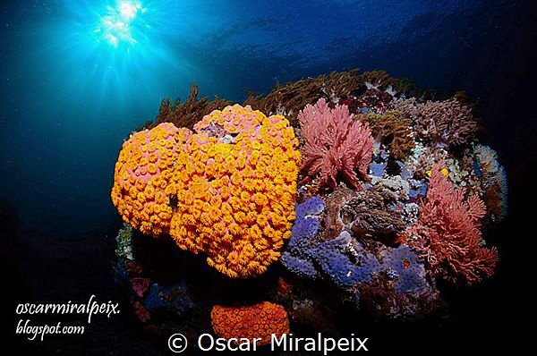 the end of dive by Oscar Miralpeix 
