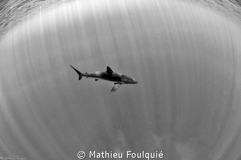 alone in the light by Mathieu Foulquié 