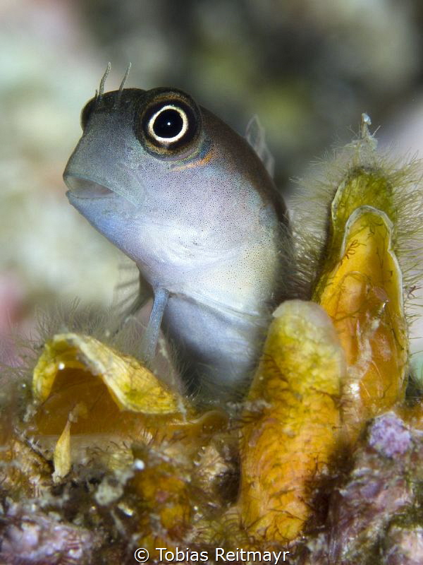 Blenny at Mushroom Rock, Phi Phi Ley by Tobias Reitmayr 