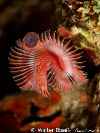 "Flower" serpula vermicularis by Walter Bassi 