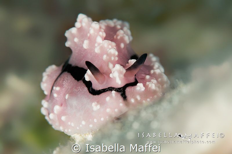 "MARSHMALLOW" by Isabella Maffei 