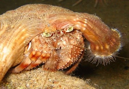 Hermit crab taken at night with Canon A95 using built in ... by Adrian Newell 