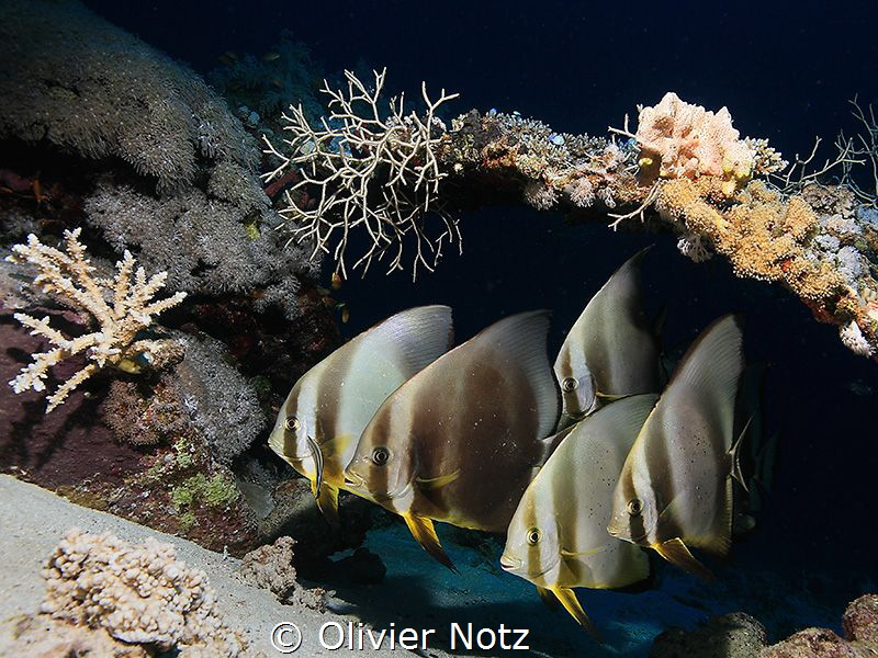 While waiting for my turn to photograph a frog fish, I di... by Olivier Notz 