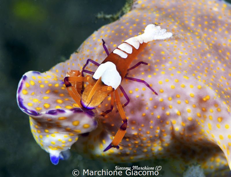 Rider3
Lembeh strait
Nikon D800E, 105 macro, two strobo by Marchione Giacomo 