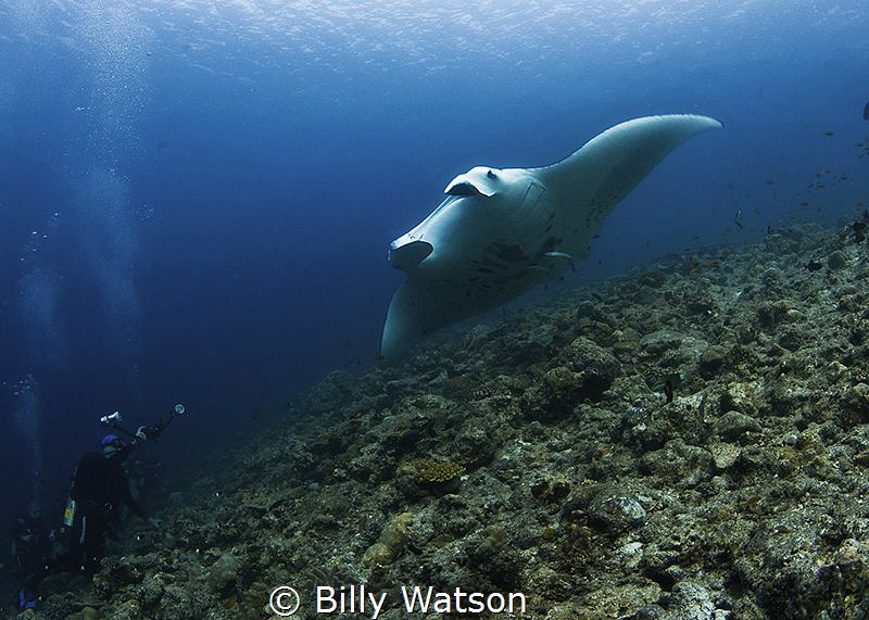 Circling Back Around -- Manta Ray by Billy Watson 