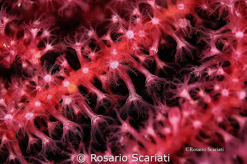 Close Up Paramuricea Clavata by Rosario Scariati 