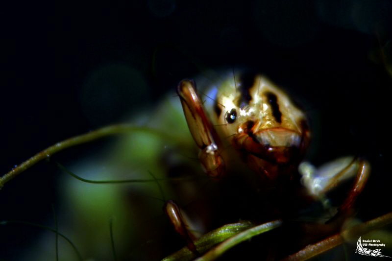 Phryganae grandis :-D by Daniel Strub 