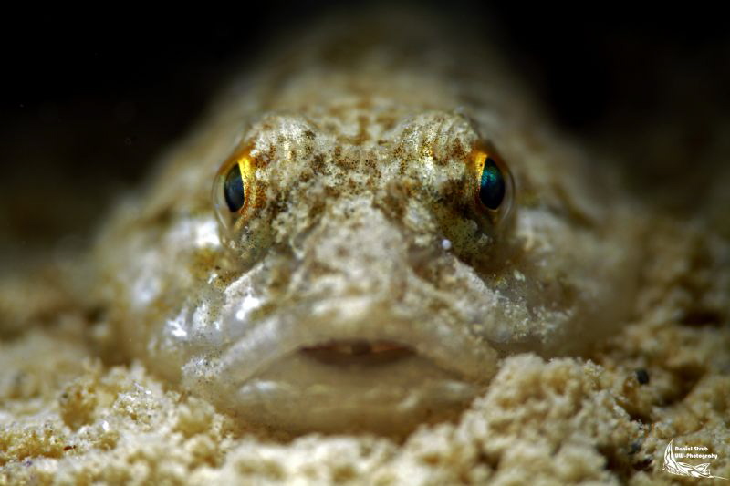 Bullhead :-D by Daniel Strub 