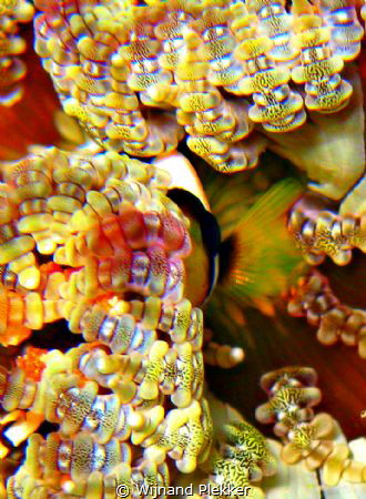 Clownfish by Wijnand Plekker 