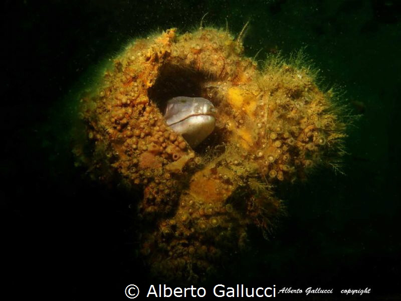 Conger in Paguro wreck by Alberto Gallucci 