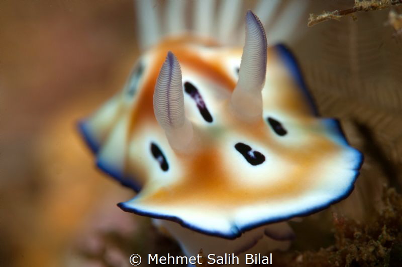 Chromodoris Leopardus. by Mehmet Salih Bilal 