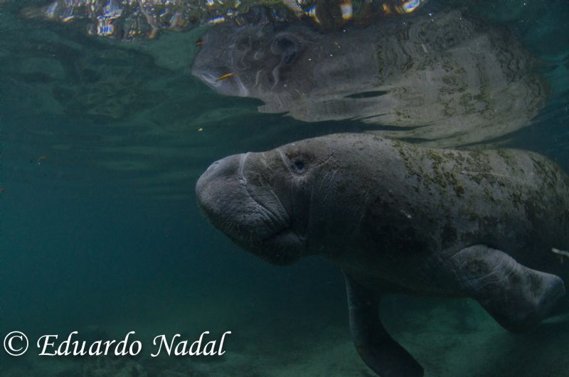manatee shot by Eduardo Nadal 