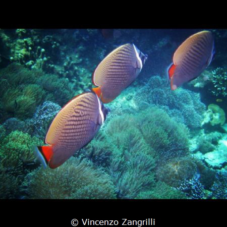 The silent procession by Vincenzo Zangrilli 
