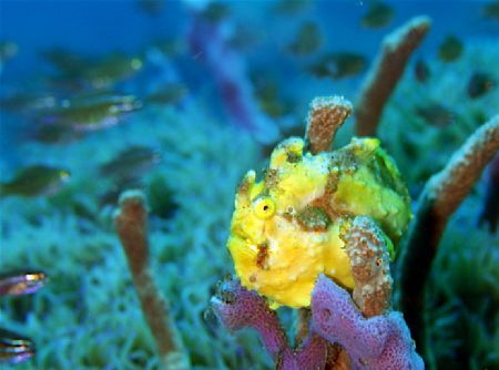 frogfish, f100 and 60mm by Gregory Grant 