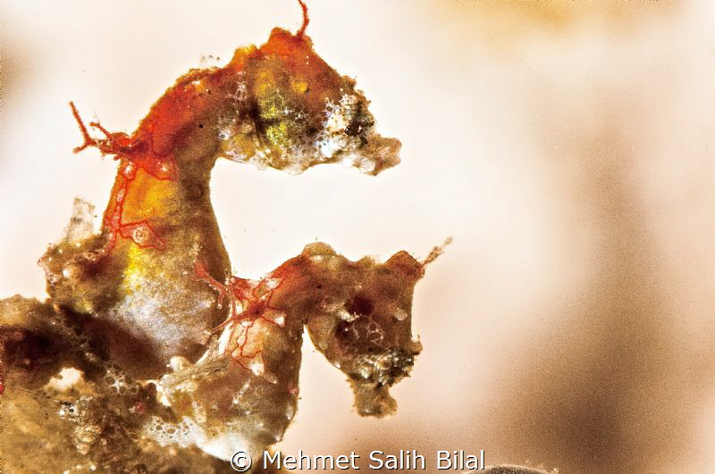 Pontohi pygmy seahorses in Raja Ampat. It was alone at th... by Mehmet Salih Bilal 
