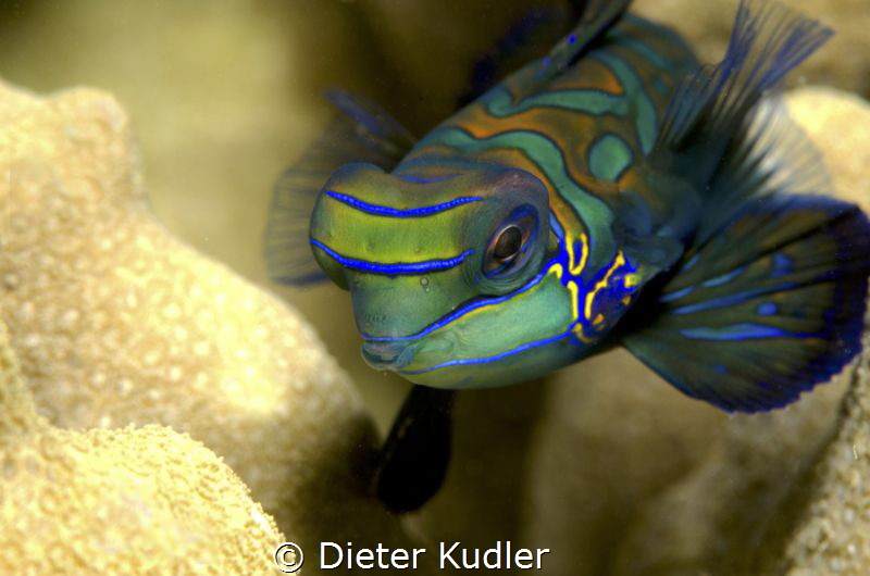 Mandarin Portrait by Dieter Kudler 