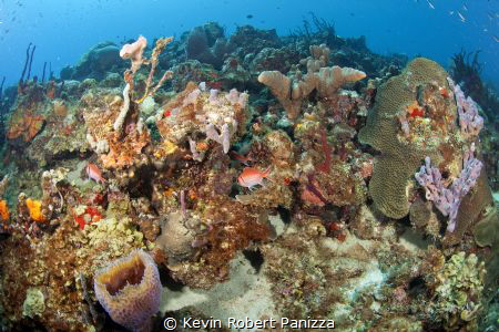 Beautiful St. Lucia Reef.......Canon 5D MK II, Ikelite ho... by Kevin Robert Panizza 