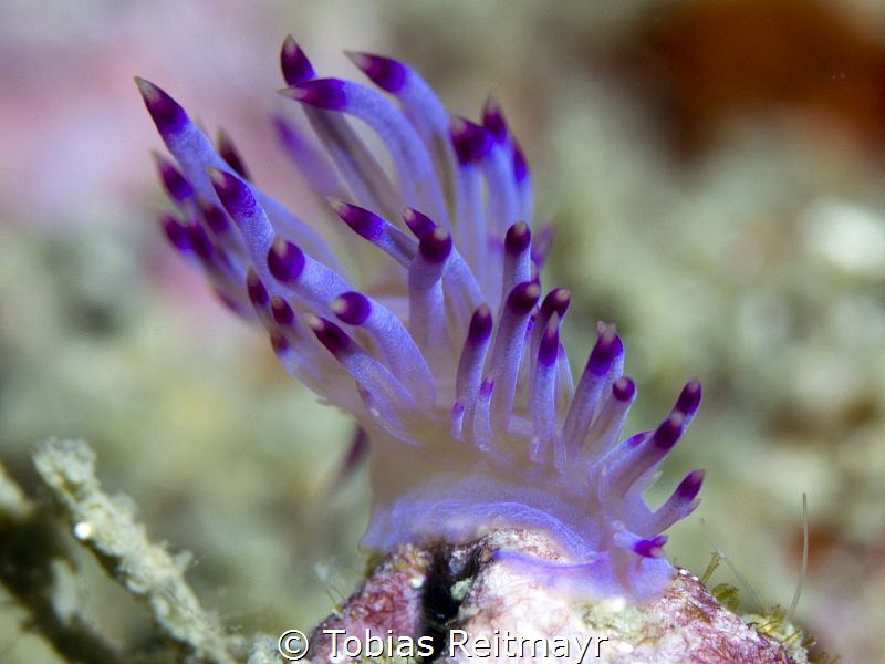 Flabellina sp. at Koh Doc Mai by Tobias Reitmayr 