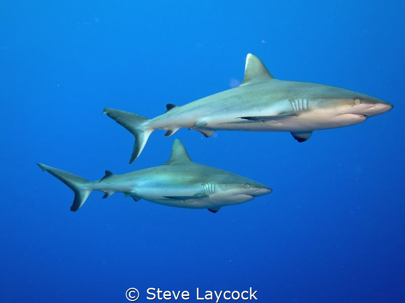 Cruising grey reef shraks by Steve Laycock 