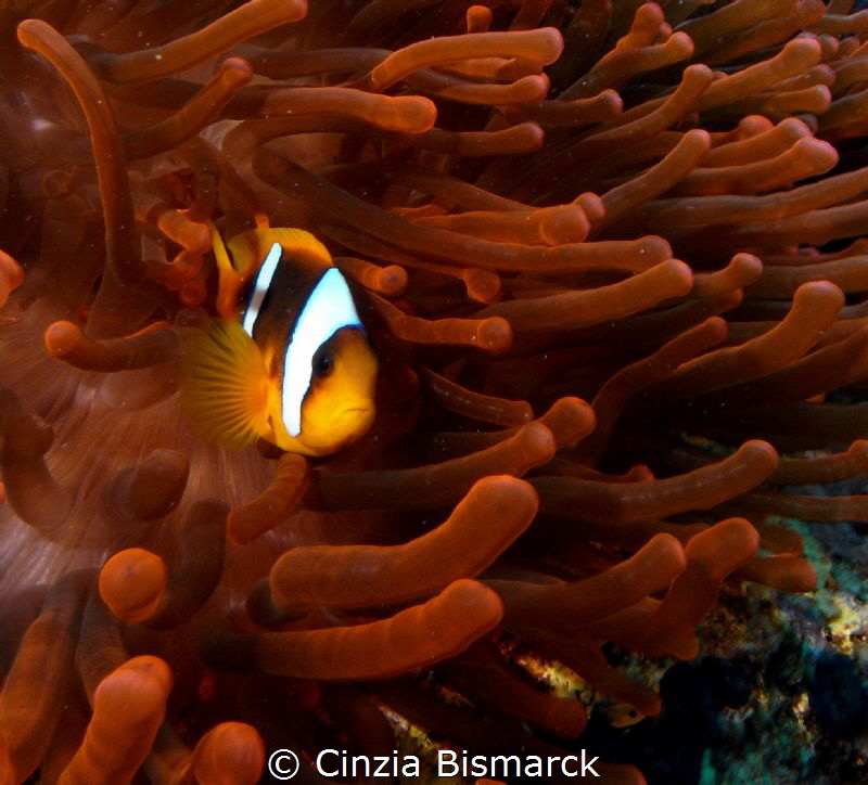 Clown in red tentacles by Cinzia Bismarck 