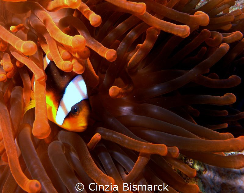 Clown in red tentacles #2 by Cinzia Bismarck 