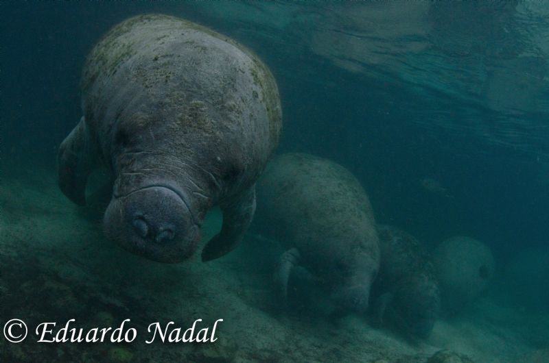 manatee by Eduardo Nadal 