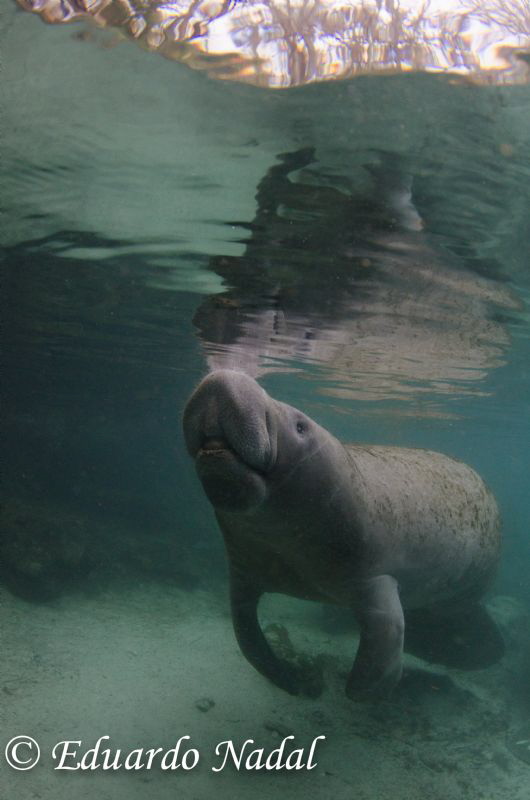 manatee 4 by Eduardo Nadal 