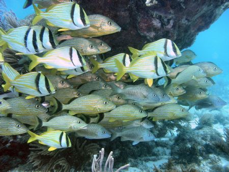 "Off to Kauai School" D70 by Eliot Neumann 