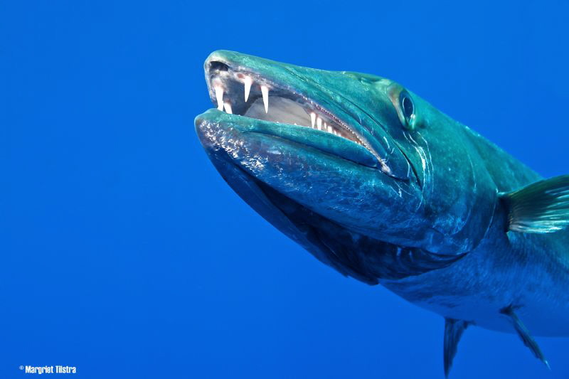 Teeth
Nikon D80 with Tamron SP AF 17-50mm f/2.8 (A16), f... by Margriet Tilstra 
