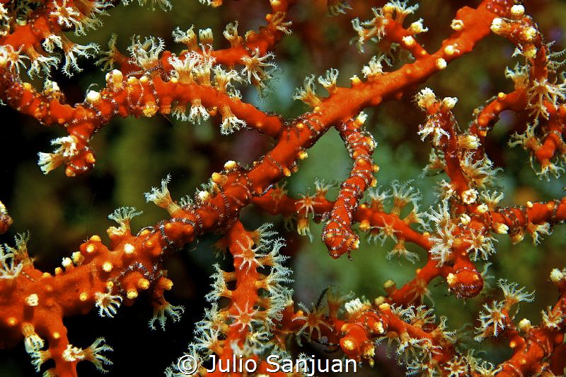 Ophiuros in coral by Julio Sanjuan 