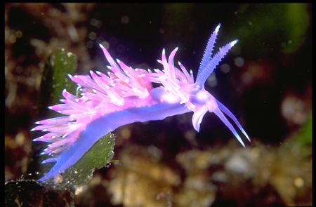 A eolid mollusc "Flabellina affinis". Mediterranean Sea. ... by Guido Picchetti 