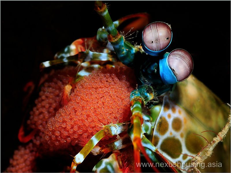 Catching by Gregory Sin 